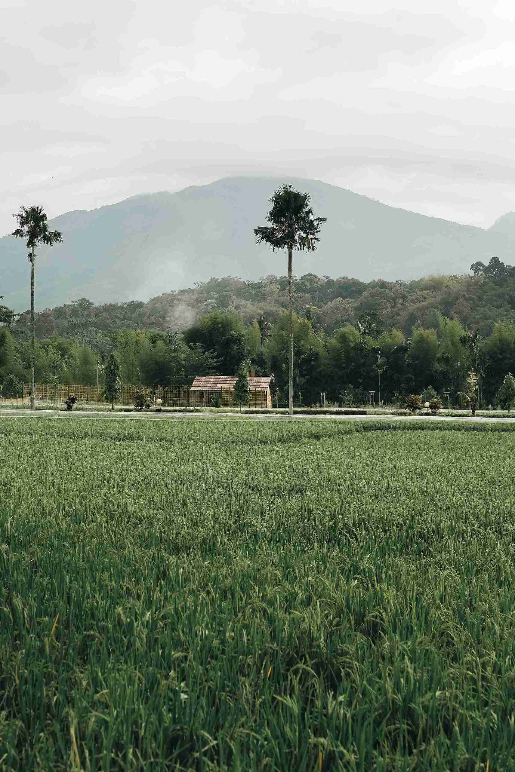 Traditional Garden Path Through Nature